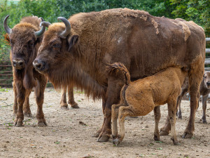 Zubří stádo na Svatém Kopečku vítá nová mláďata. Dorazit má i chovný samec z Itálie