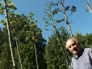 Zázrak v Hrabišíně. Po padesáti letech na zahradě vykvetly čtyři agáve najednou