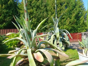 Zázrak v Hrabišíně. Po padesáti letech na zahradě vykvetly čtyři agáve najednou