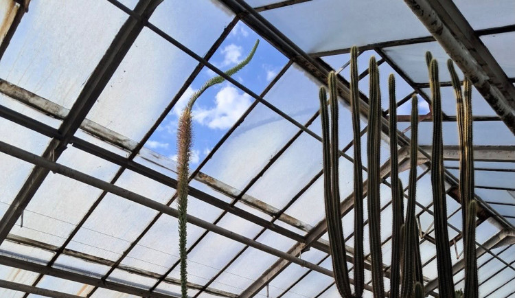 Květní stvol Agave ferdinandi-regis je vyšší než střecha skleníku