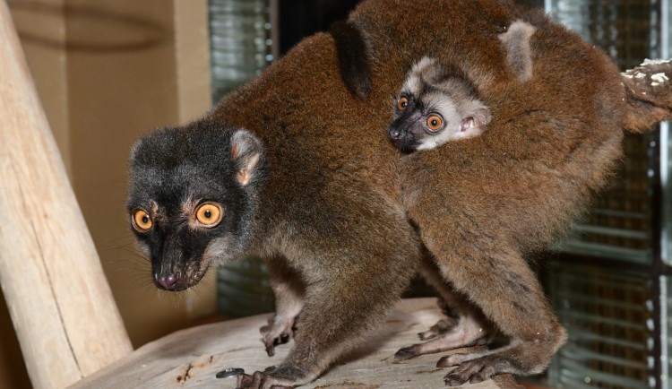 Olomoucká zoo má nové lemuří mládě. Bílá hlava napovídá, že jde o samce