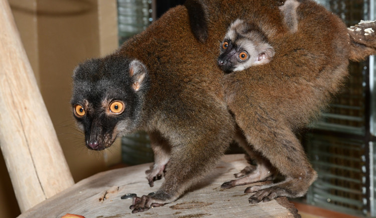 Olomoucká zoo má nové lemuří mládě. Bílá hlava napovídá, že jde o samce