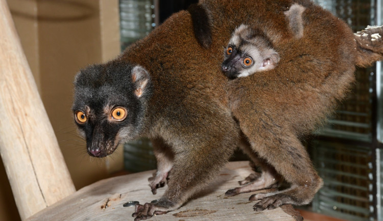 Olomoucká zoo má nové lemuří mládě. Bílá hlava napovídá, že jde o samce