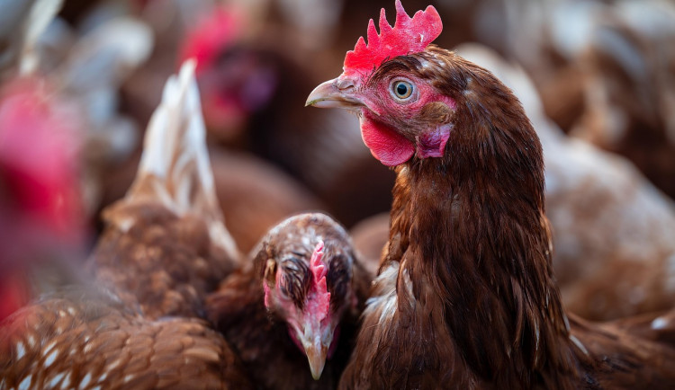 Česká produkce masa roste, drůbež táhne statistiky vzhůru