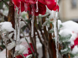 Autor: Wlastik Olomoucký