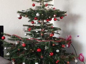 Čtenářská fotogalerie vánočních stromečků