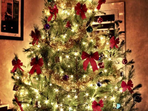 Čtenářská fotogalerie vánočních stromečků