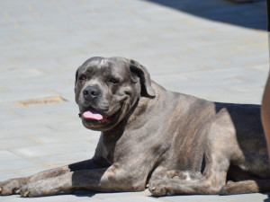 FOTOGALERIE: Prvnotřídní káva za krásného dne. V Olomouci se podruhé konal Den kávy