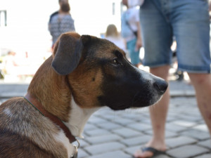 FOTOGALERIE: Proluka ve Ztracené ožila. Desítky lidí tam za krásného počasí posnídaly pod širým nebem