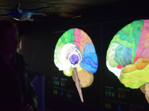 Dny mozku přilákaly první den do Pevnosti poznání stovky návštěvníků