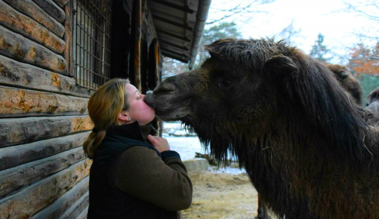 Den s ošetřovatelem: Zoo má dvě tváře. Zvířata se chovají jinak, když i my jdeme domů