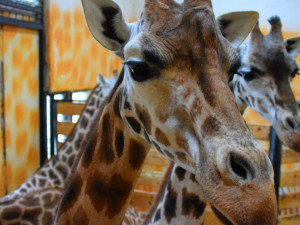 Den s ošetřovatelem: Zoo má dvě tváře. Zvířata se chovají jinak, když i my jdeme domů