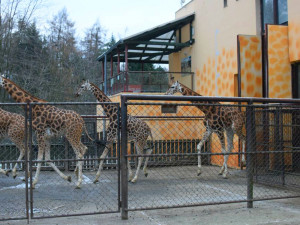 Den s ošetřovatelem: Zoo má dvě tváře. Zvířata se chovají jinak, když i my jdeme domů