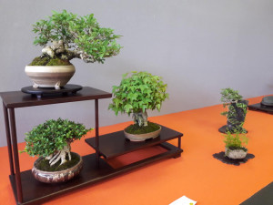 Jarní Flora Olomouc