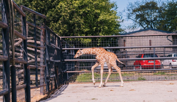FOTOGALERIE: V olomoucké zoo se narodila žirafa. Toto jsou její první krůčky