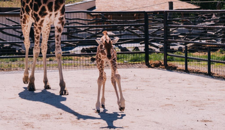 FOTOGALERIE: V olomoucké zoo se narodila žirafa. Toto jsou její první krůčky