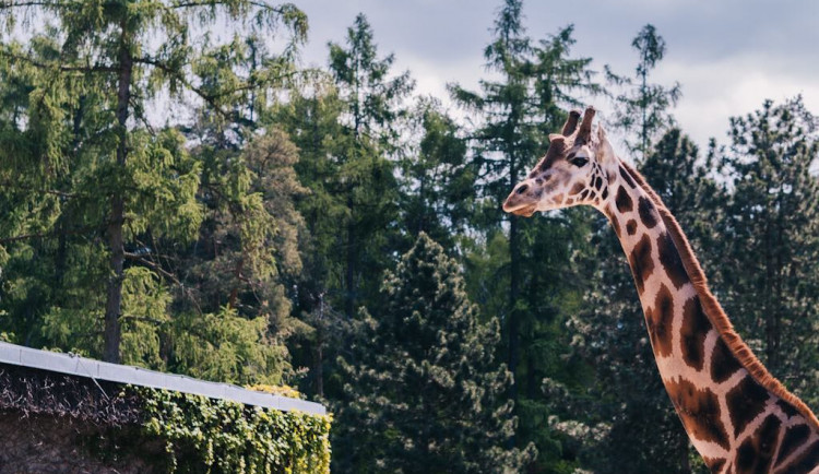 FOTOGALERIE: V olomoucké zoo se narodila žirafa. Toto jsou její první krůčky