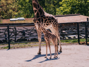 FOTOGALERIE: V olomoucké zoo se narodila žirafa. Toto jsou její první krůčky