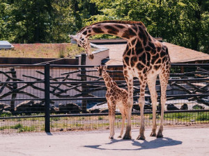 FOTOGALERIE: V olomoucké zoo se narodila žirafa. Toto jsou její první krůčky