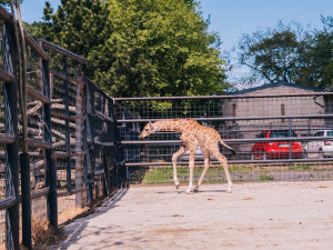 FOTOGALERIE: V olomoucké zoo se narodila žirafa. Toto jsou její první krůčky