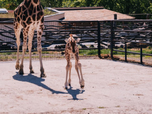 FOTOGALERIE: V olomoucké zoo se narodila žirafa. Toto jsou její první krůčky