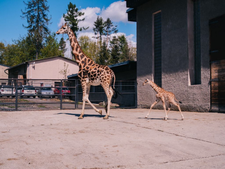 FOTOGALERIE: V olomoucké zoo se narodila žirafa. Toto jsou její první krůčky