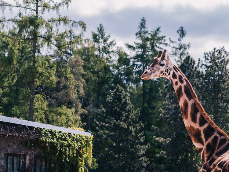 FOTOGALERIE: V olomoucké zoo se narodila žirafa. Toto jsou její první krůčky