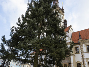 Zase za rok. Vánoční strom už v centru Olomouce nestojí, kmen zpracují řezbáři