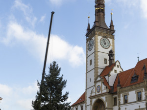 Zase za rok. Vánoční strom už v centru Olomouce nestojí, kmen zpracují řezbáři
