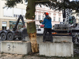 Zase za rok. Vánoční strom už v centru Olomouce nestojí, kmen zpracují řezbáři