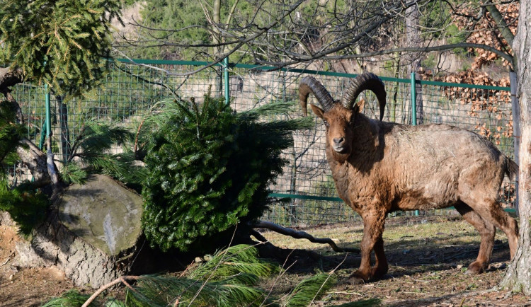 Kozorožcům, kozám, sikám i muflonům vánoční stromky chutnají