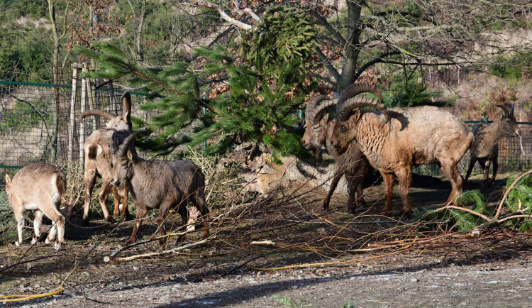 Kozorožcům, kozám, sikám i muflonům vánoční stromky chutnají