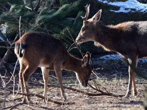 Kozorožci, kozy, siky a mufloni si pochutnávají na stromcích