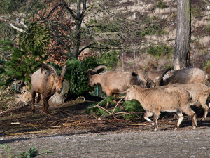 Kozorožci, kozy, siky a mufloni si pochutnávají na stromcích