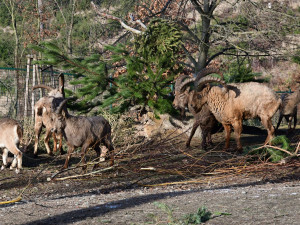 Kozorožci, kozy, siky a mufloni si pochutnávají na stromcích