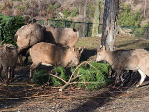 Kozorožci, kozy, siky a mufloni si pochutnávají na stromcích