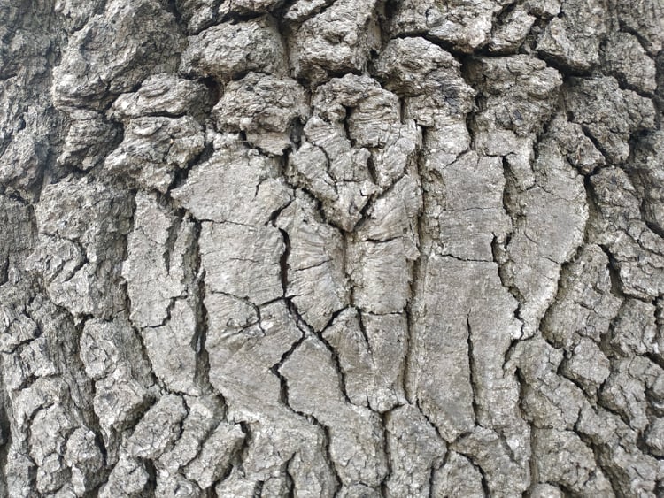 Stoletá dubová alej u rybníka v Drozdovicích