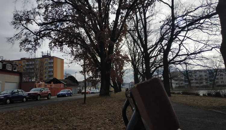 Stoletá dubová alej u rybníka v Drozdovicích