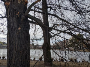 Stoletá dubová alej u rybníka v Drozdovicích