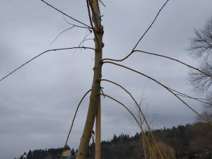 FOTOGALERIE: Nové vrby na Plumlovské přehradě