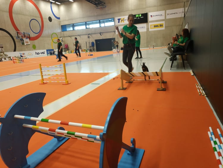 FOTOGALERIE: Dráha, parkur, skok vysoký a skok daleký. To je králičí hop