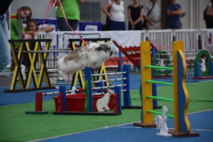 FOTOGALERIE: Dráha, parkur, skok vysoký a skok daleký. To je králičí hop