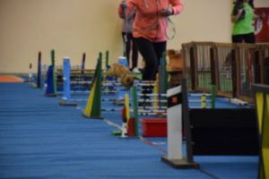 FOTOGALERIE: Dráha, parkur, skok vysoký a skok daleký. To je králičí hop