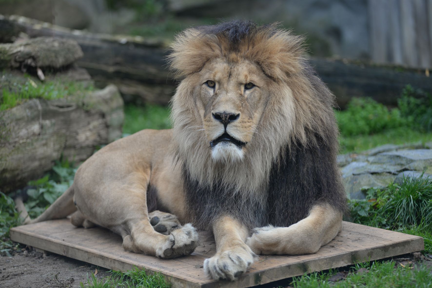 FOTOGALERIE: Šimon se do olomoucké zoo vrátí, čeká ho preparace