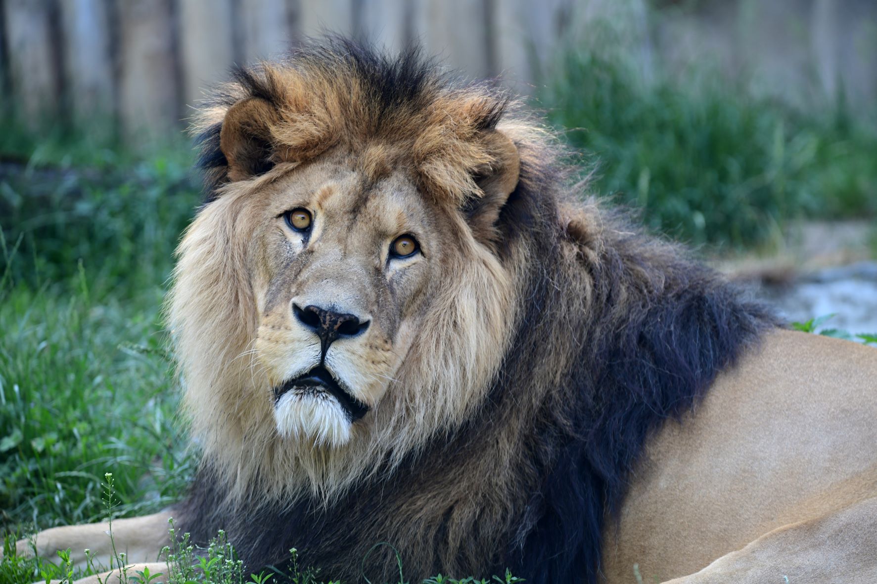 FOTOGALERIE: Šimon se do olomoucké zoo vrátí, čeká ho preparace