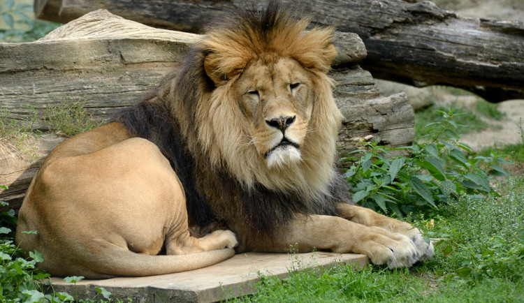 FOTOGALERIE: Šimon se do olomoucké zoo vrátí, čeká ho preparace