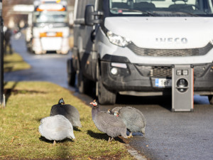 Demontáž ocelové sochy Stvůra z olomouckého parku