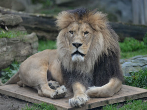 FOTOGALERIE: Šimon se do olomoucké zoo vrátí, čeká ho preparace