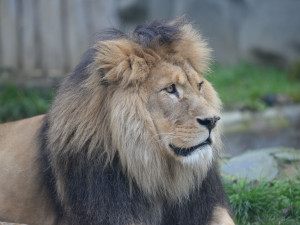 FOTOGALERIE: Šimon se do olomoucké zoo vrátí, čeká ho preparace