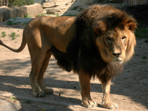 FOTOGALERIE: Šimon se do olomoucké zoo vrátí, čeká ho preparace